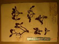 Viscum coloratum image