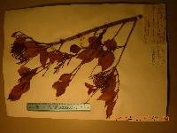 Image of Korthalsella japonica