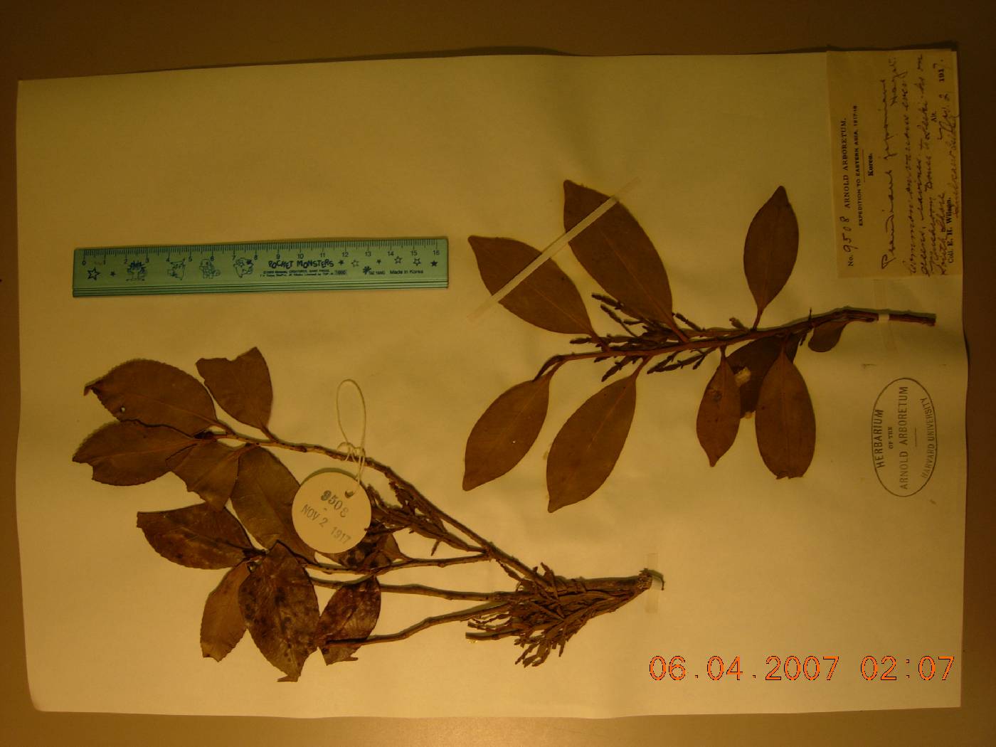 Korthalsella japonica image