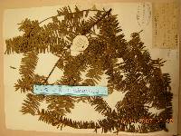Torreya nucifera image