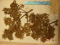 Torreya nucifera image