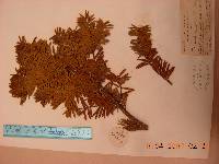 Taxus cuspidata image