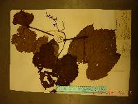 Vitis amurensis image