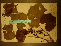 Vitis amurensis image