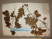 Crataegus pinnatifida image
