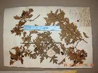 Crataegus pinnatifida image