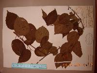 Actinidia polygama image