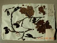 Alnus incana subsp. tchangbokii image