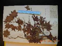 Acer pseudosieboldianum image