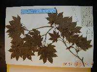 Acer pseudosieboldianum image