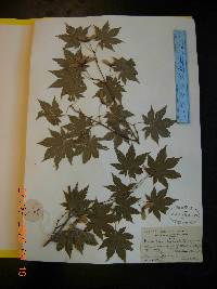 Acer pseudosieboldianum image