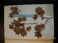 Acer pseudosieboldianum image