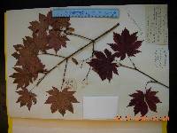 Acer pseudosieboldianum image
