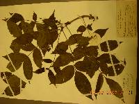 Phellodendron amurense image