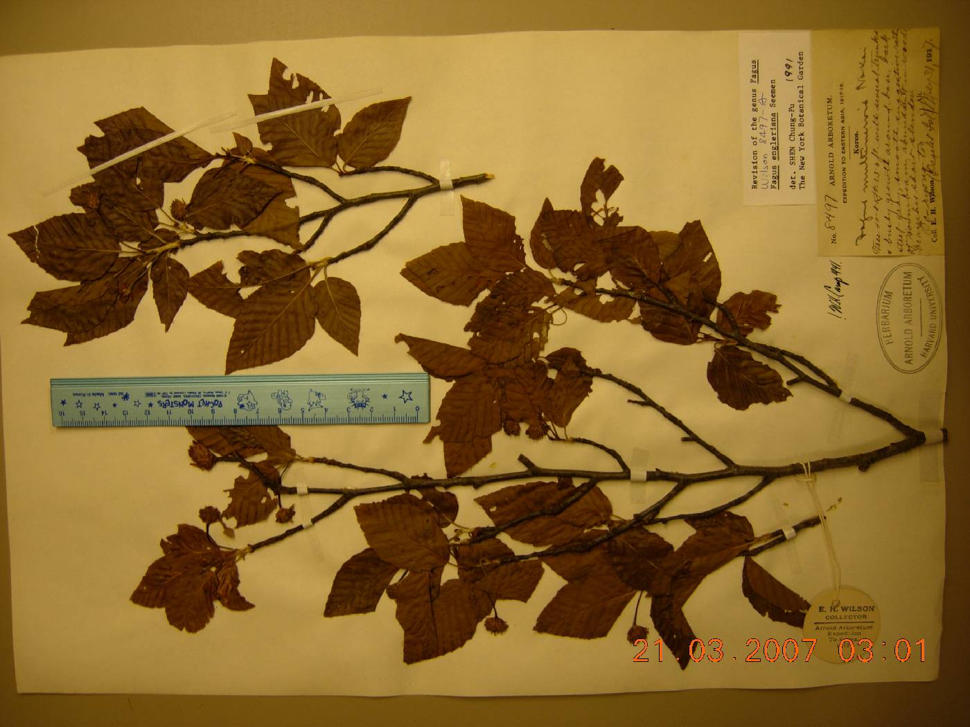 Fagus engleriana image