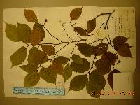 Celtis jessoensis image