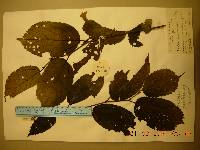 Celtis jessoensis image