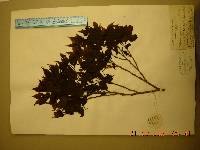 Celtis jessoensis image