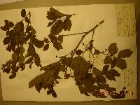 Celtis jessoensis image