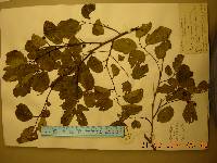 Celtis jessoensis image