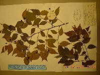 Image of Celtis bungeana