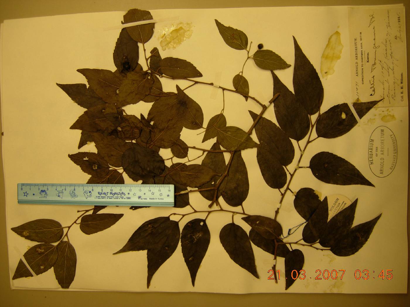 Celtis bungeana image