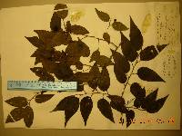 Celtis bungeana image