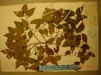 Celtis bungeana image