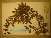 Hemiptelea davidii image