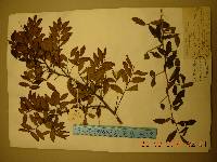 Hemiptelea davidii image