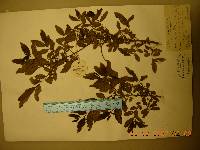 Hemiptelea davidii image