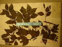 Celtis sinensis image