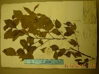 Celtis sinensis image