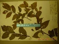 Celtis biondii image