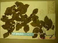 Celtis biondii image