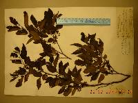 Aphananthe aspera image