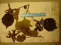 Corylus sieboldiana image