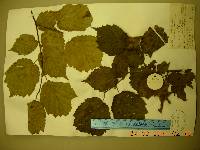 Corylus sieboldiana image