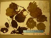 Corylus sieboldiana image