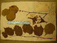 Corylus sieboldiana image