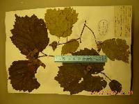 Corylus sieboldiana image