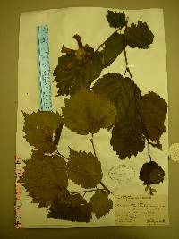 Corylus sieboldiana image