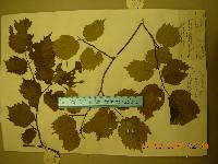 Corylus sieboldiana image