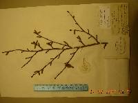 Corylus sieboldiana image