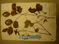 Corylus sieboldiana image