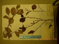 Corylus sieboldiana image