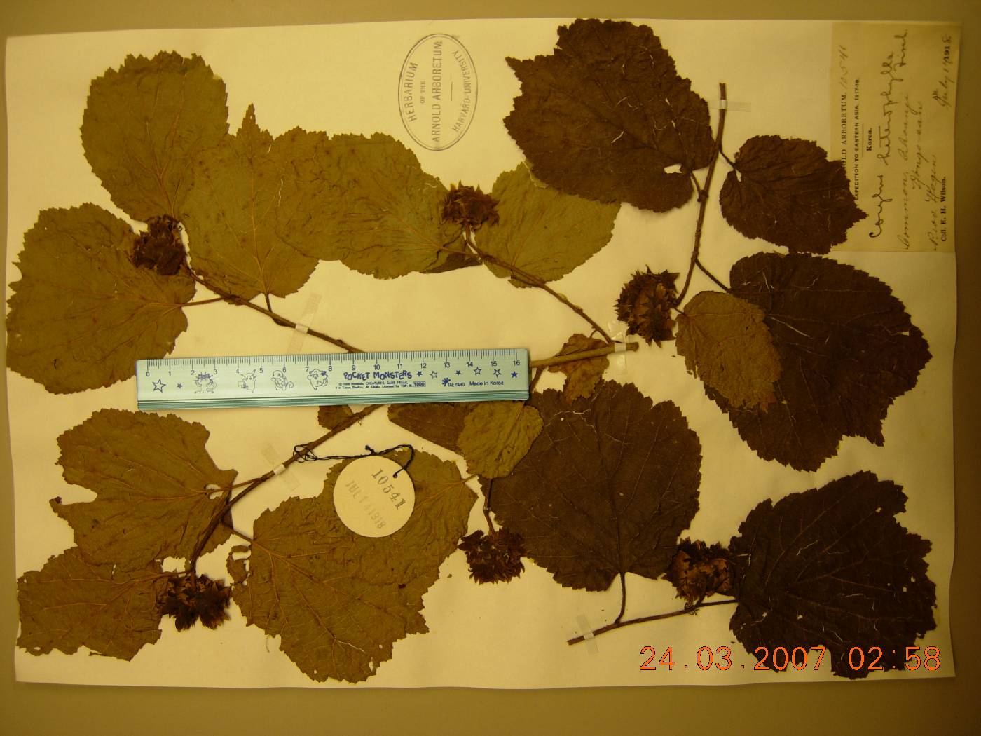 Corylus heterophylla image