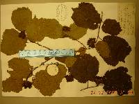 Corylus heterophylla image