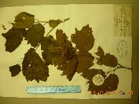 Corylus heterophylla image