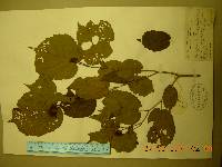 Corylus heterophylla image